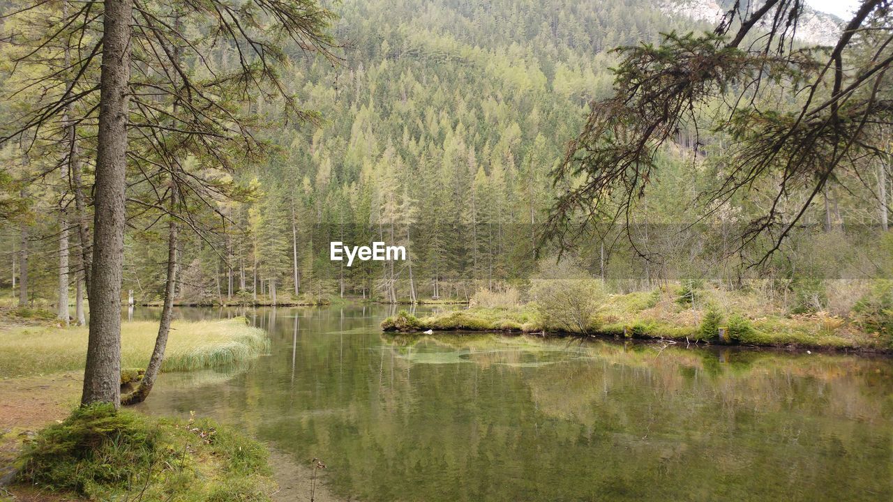 TREES BY LAKE IN FOREST