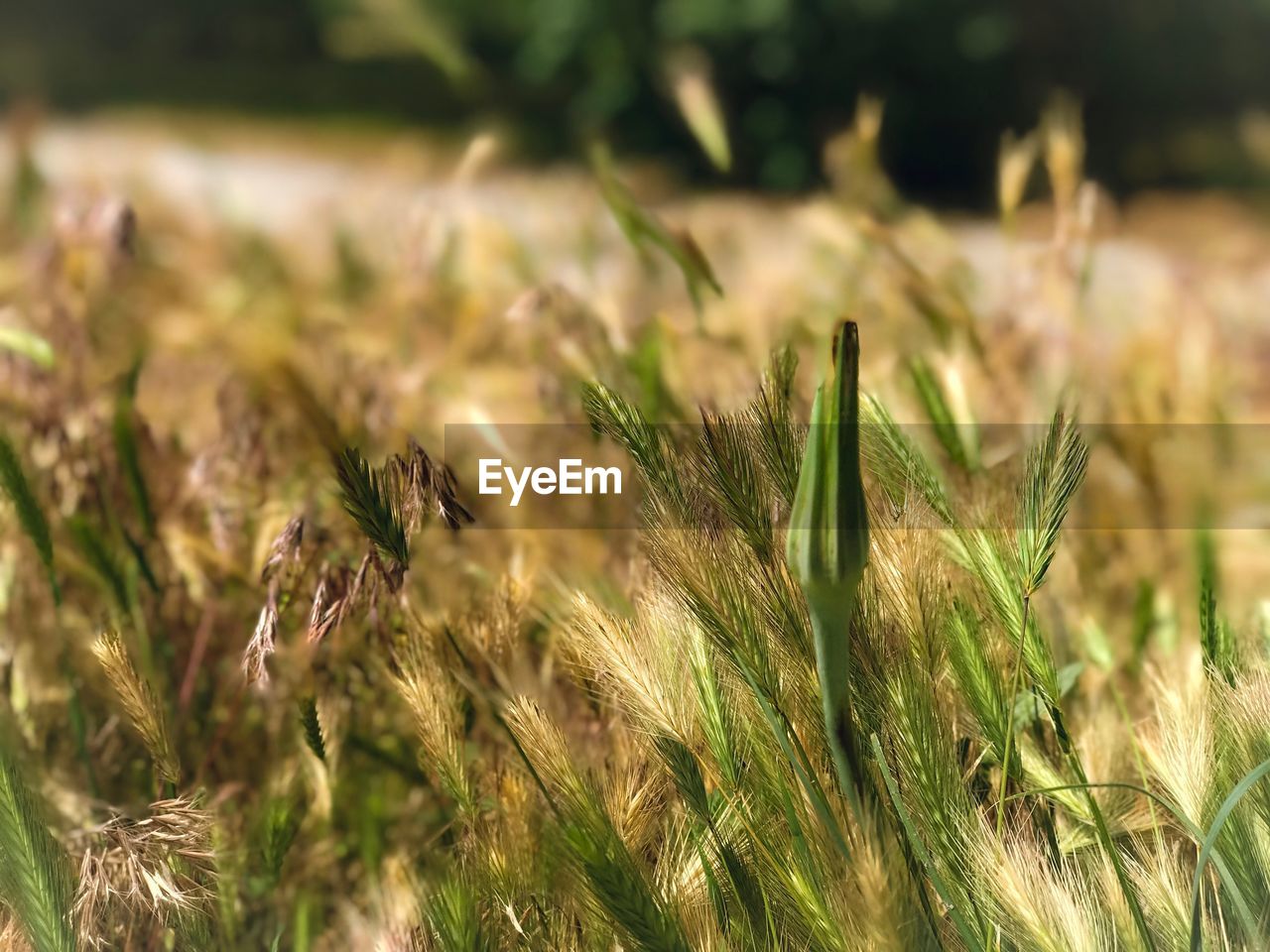 CLOSE-UP OF STALKS IN FARM