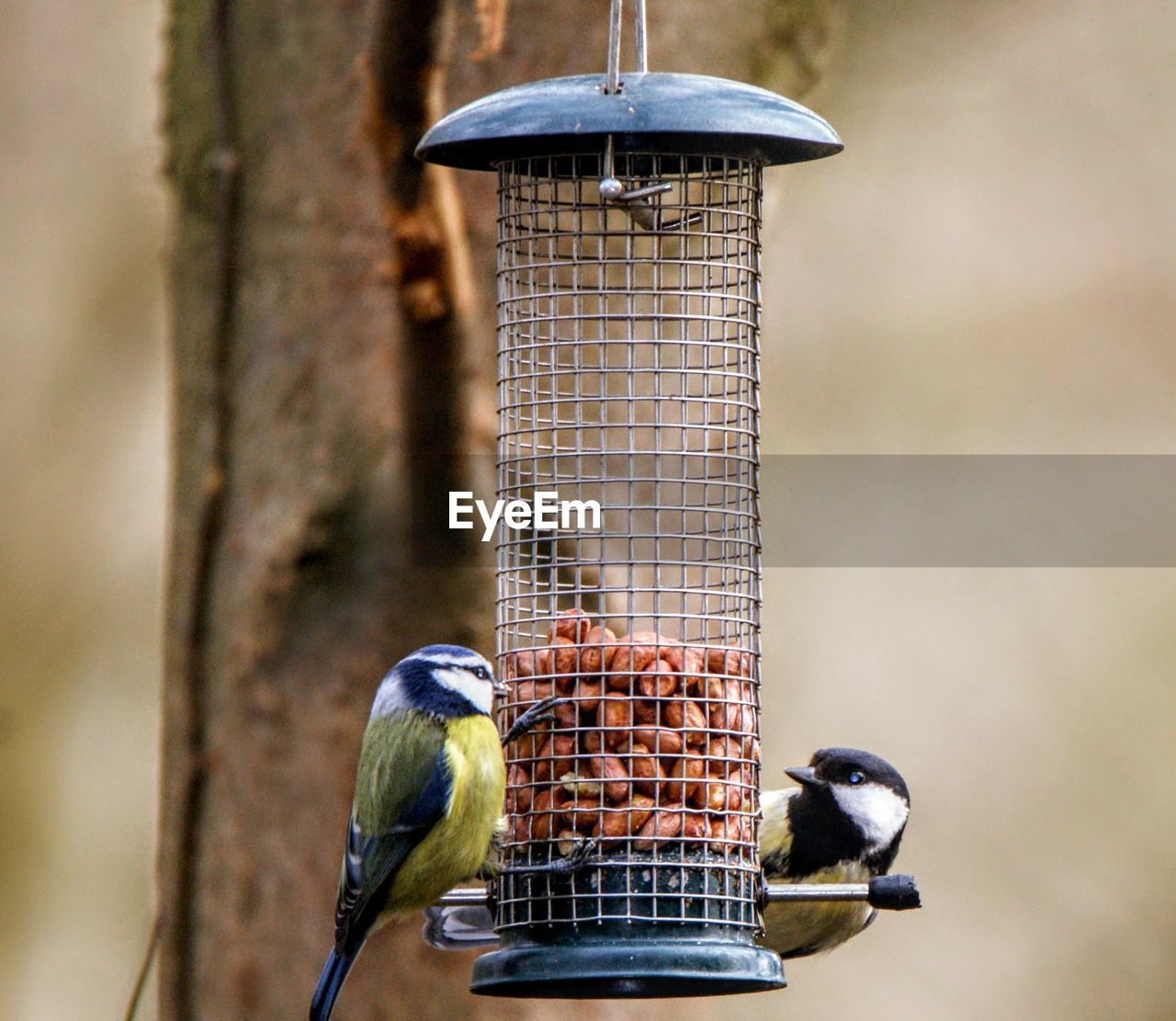 Bird perching on a feeder