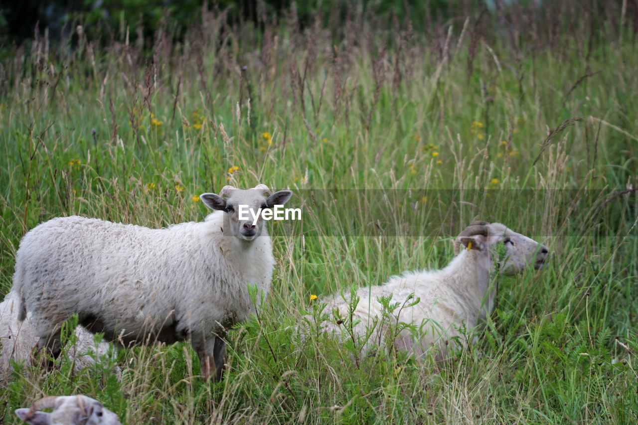 Portrait of sheep on grassy field