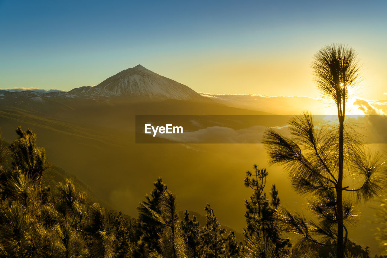 Scenic view of trees against sky during sunset