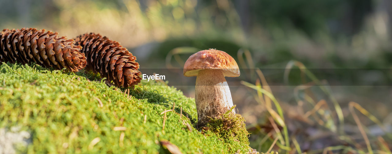 Web banner with porcini mushroom, close-up of autumn forest environmental protection