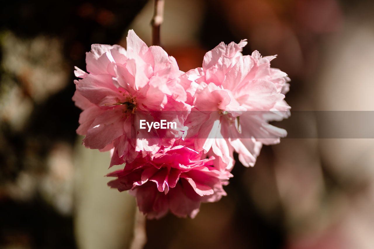 CLOSE-UP OF PINK FLOWER