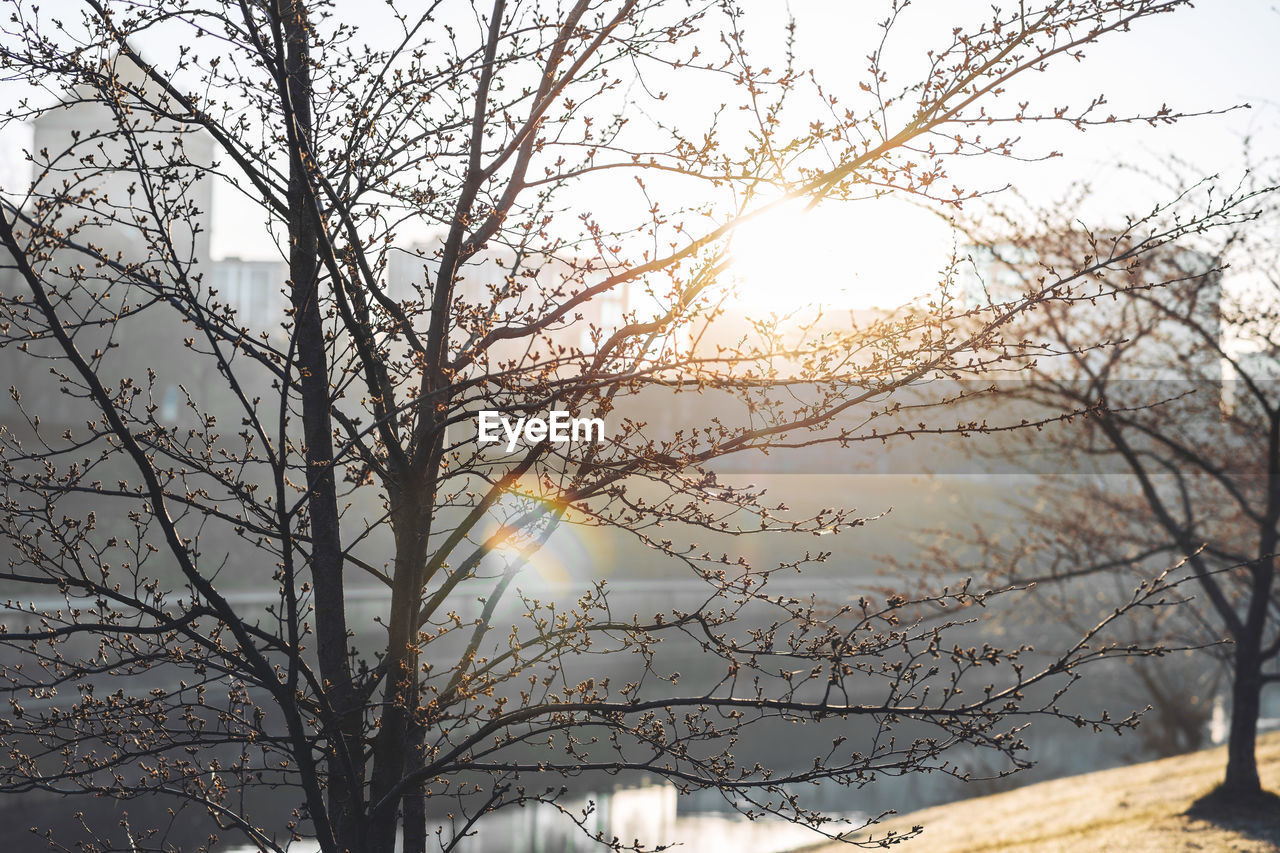 LOW ANGLE VIEW OF SUNLIGHT STREAMING THROUGH BARE TREES