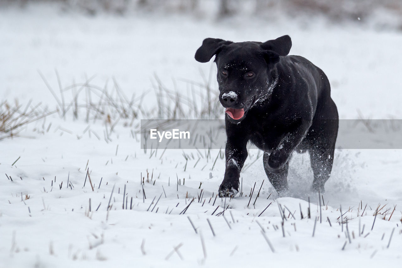 Black dog on field during winter