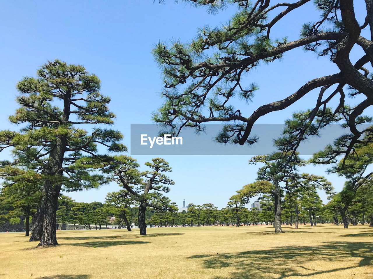 TREES GROWING IN FIELD AGAINST SKY