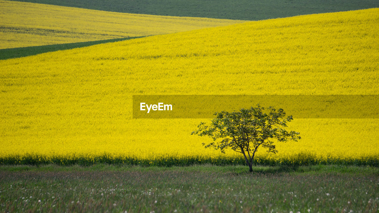 Scenic view of field