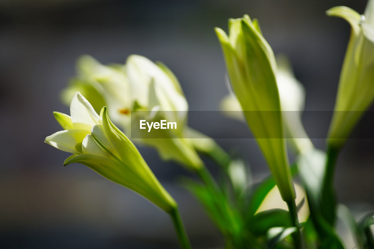 Close-up of flowering plant