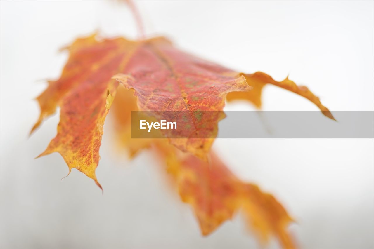 CLOSE-UP OF YELLOW MAPLE LEAF ON WHITE SURFACE