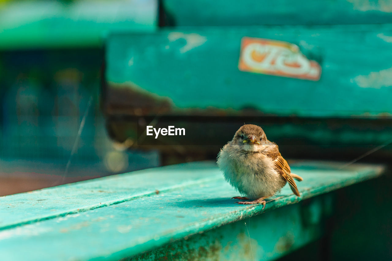 Close-up of bird perching on bridge