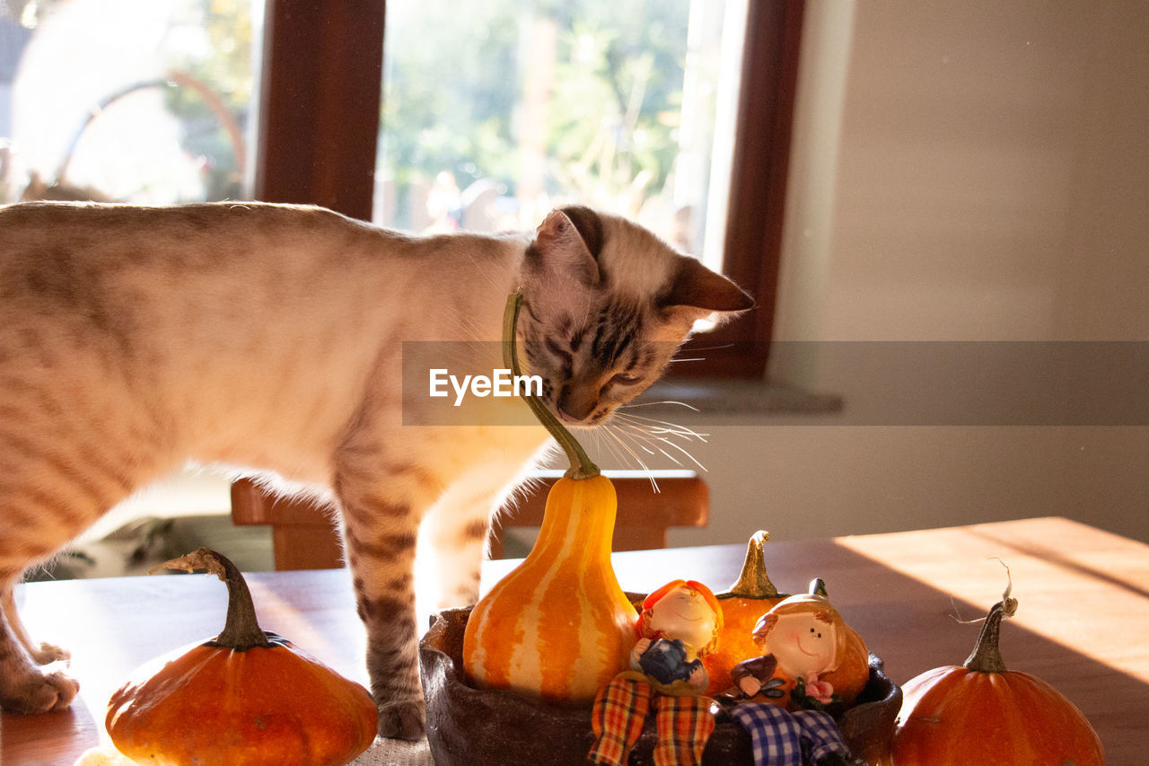 Close-up of a white bengal cat on wooden table at home with some pumpkins.