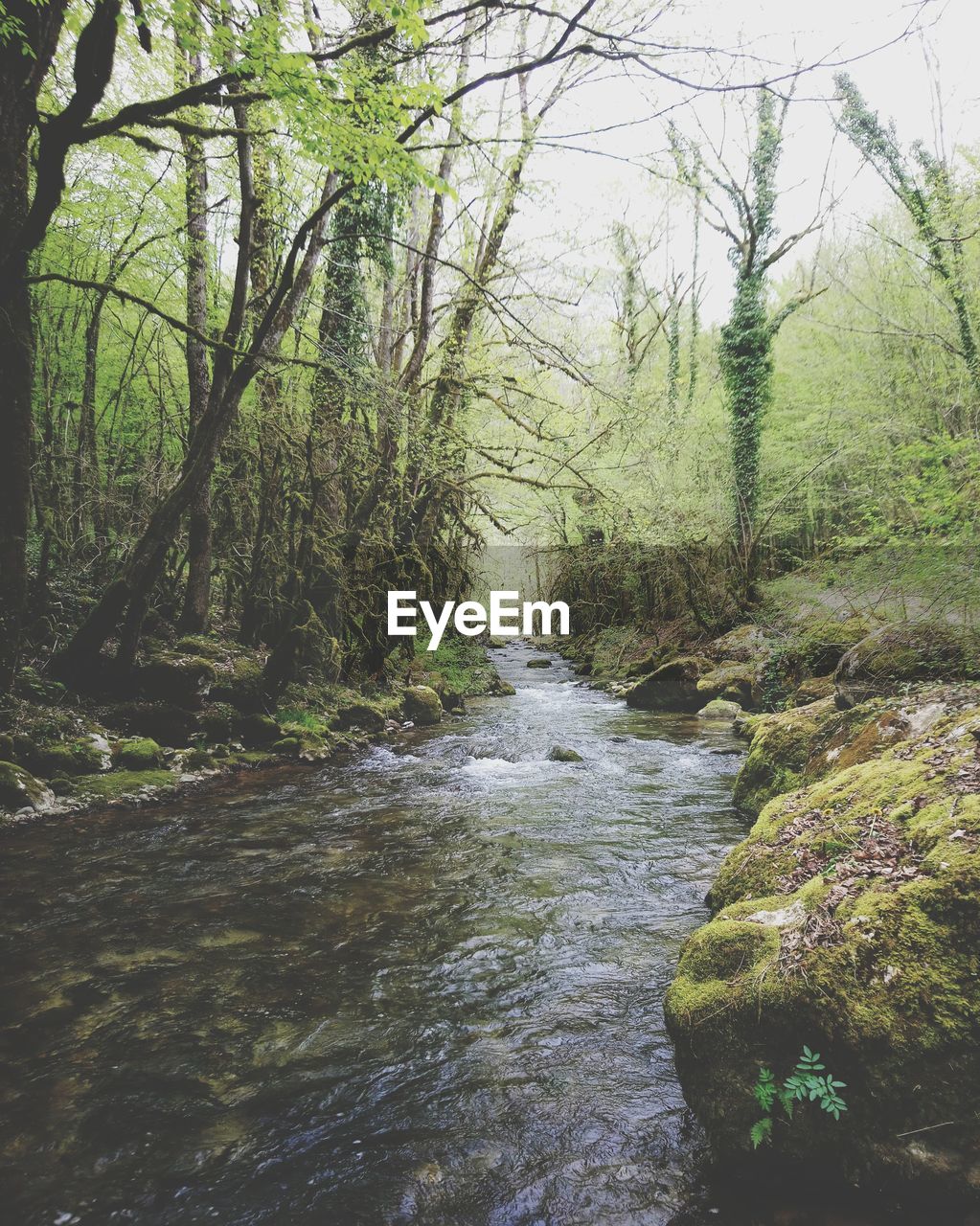 SCENIC VIEW OF RIVER FLOWING THROUGH FOREST