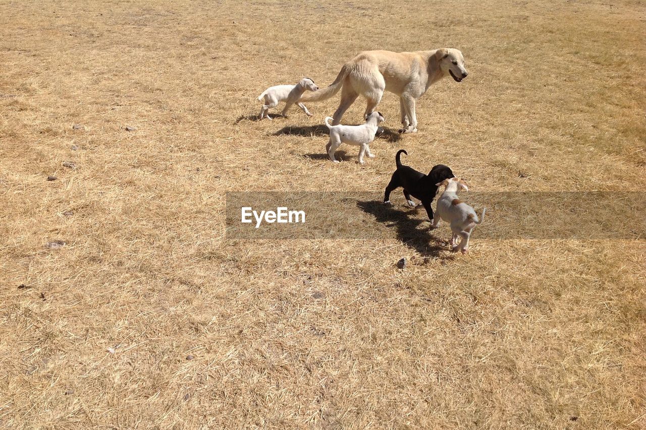 High angle view of dog family playing on field