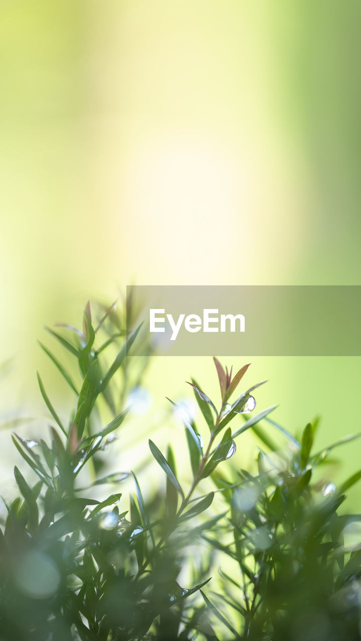 green, plant, grass, branch, nature, leaf, plant part, tree, growth, flower, no people, sunlight, beauty in nature, herb, macro photography, close-up, selective focus, outdoors, environment, freshness, food, plant stem, medicine, food and drink, backgrounds, defocused, land, healthcare and medicine, copy space, summer, rosemary, day