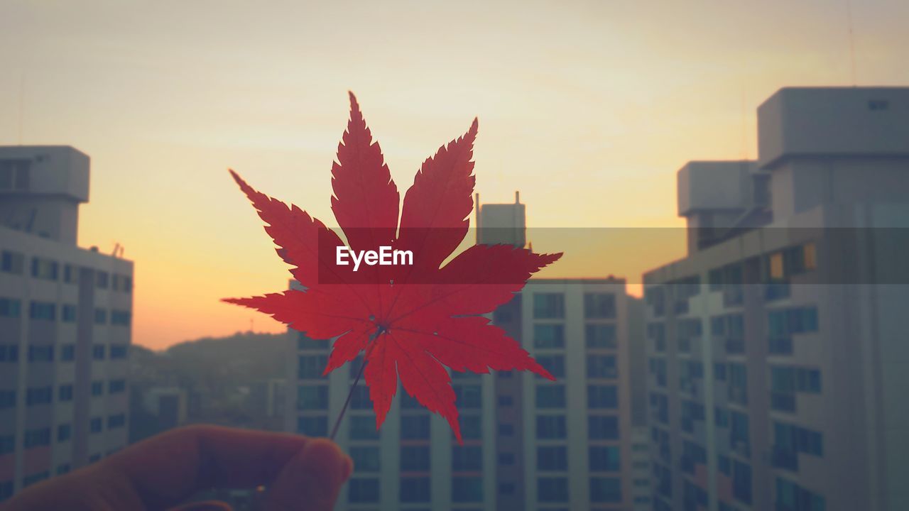 Close-up of maple leaves against sky during autumn