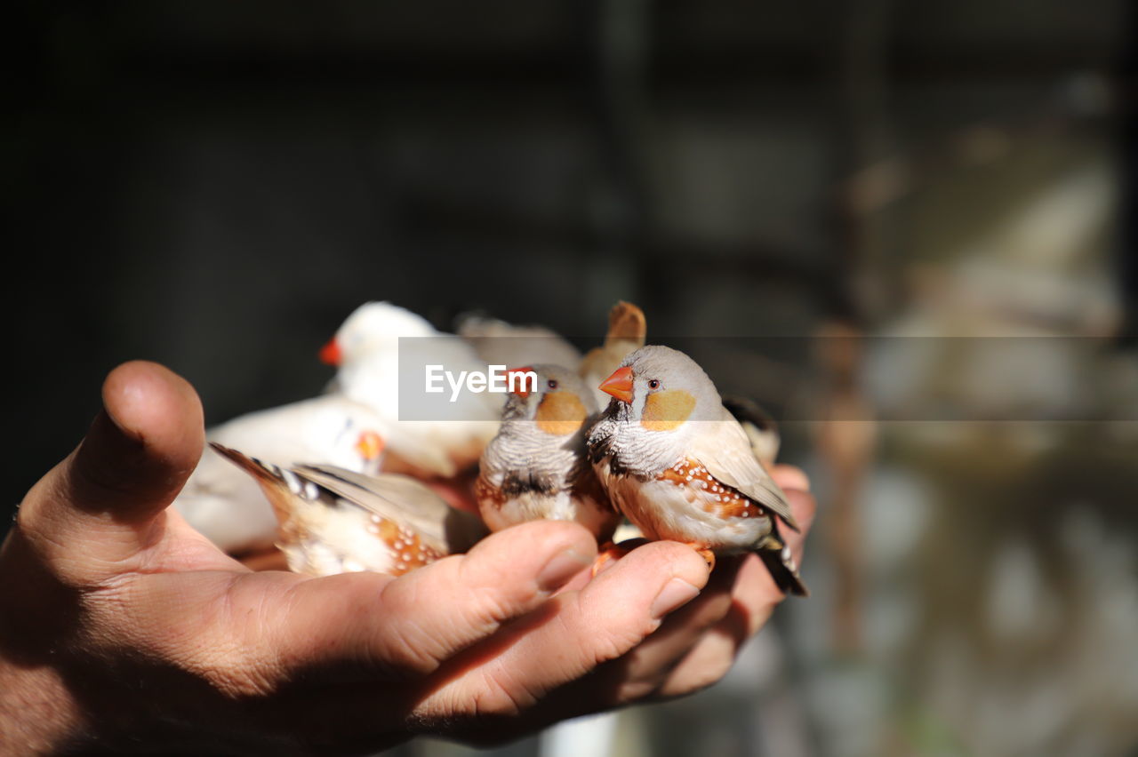 CLOSE-UP OF PERSON HOLDING CRAB