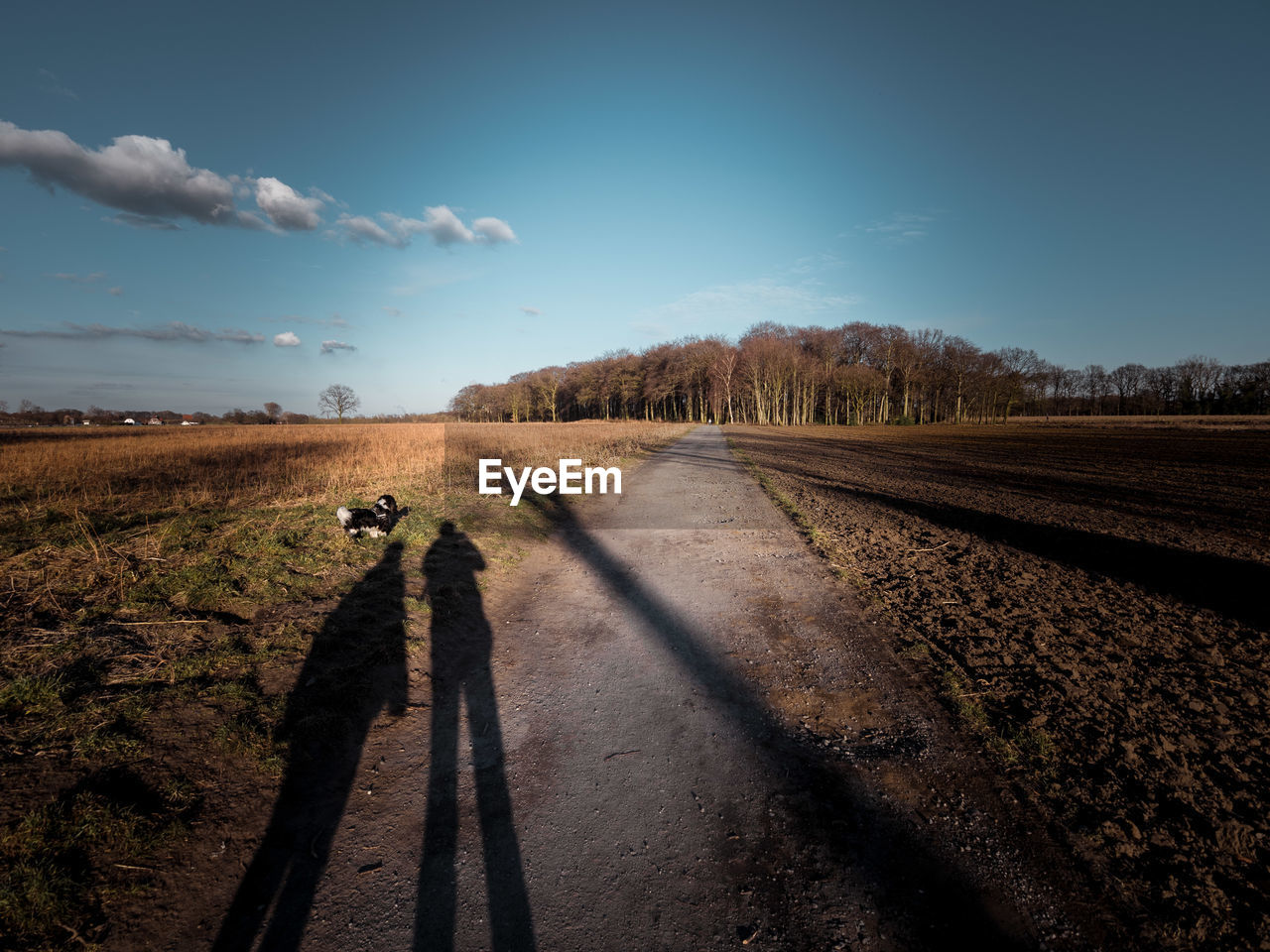 REAR VIEW OF HORSE ON ROAD AMIDST FIELD