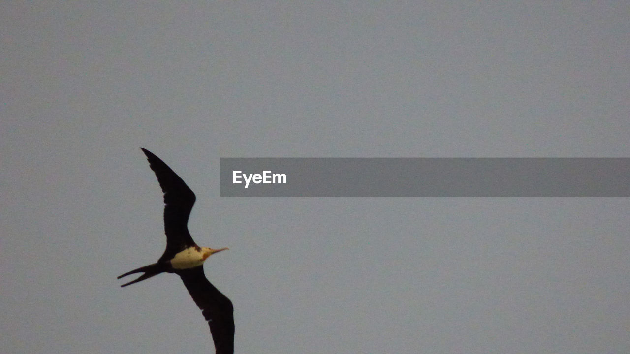 LOW ANGLE VIEW OF BIRDS FLYING OVER WHITE BACKGROUND