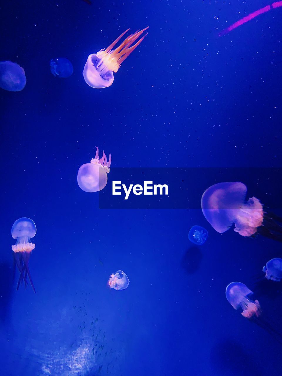 Lots of jellyfish in a blue background