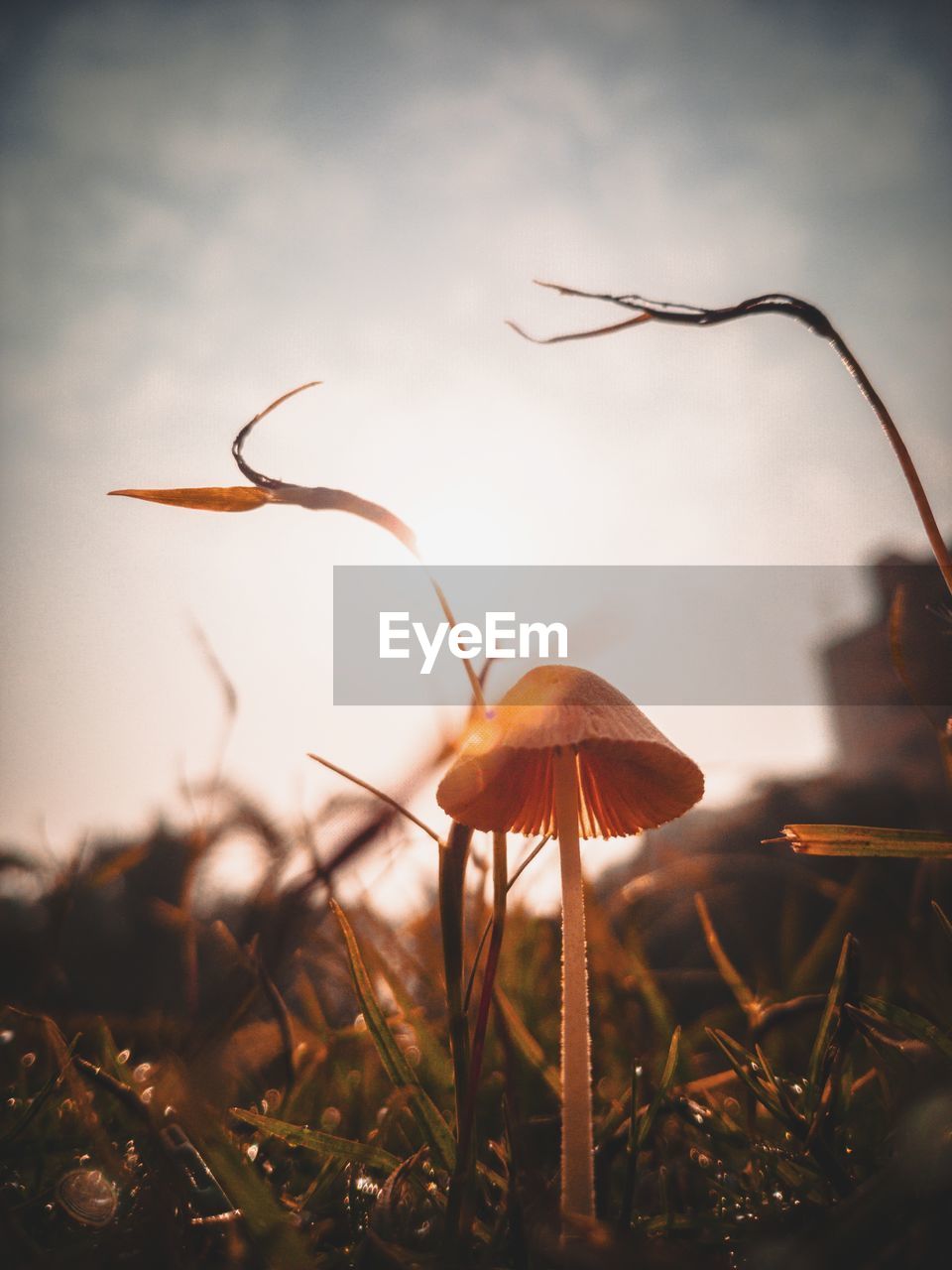 Close-up of mushroom on field against sky during sunset