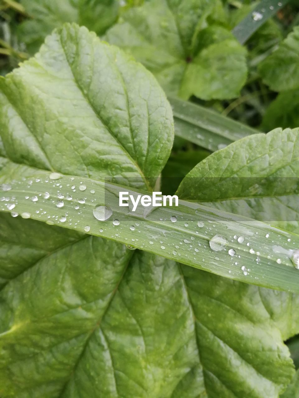 Closeup of leaves with dew