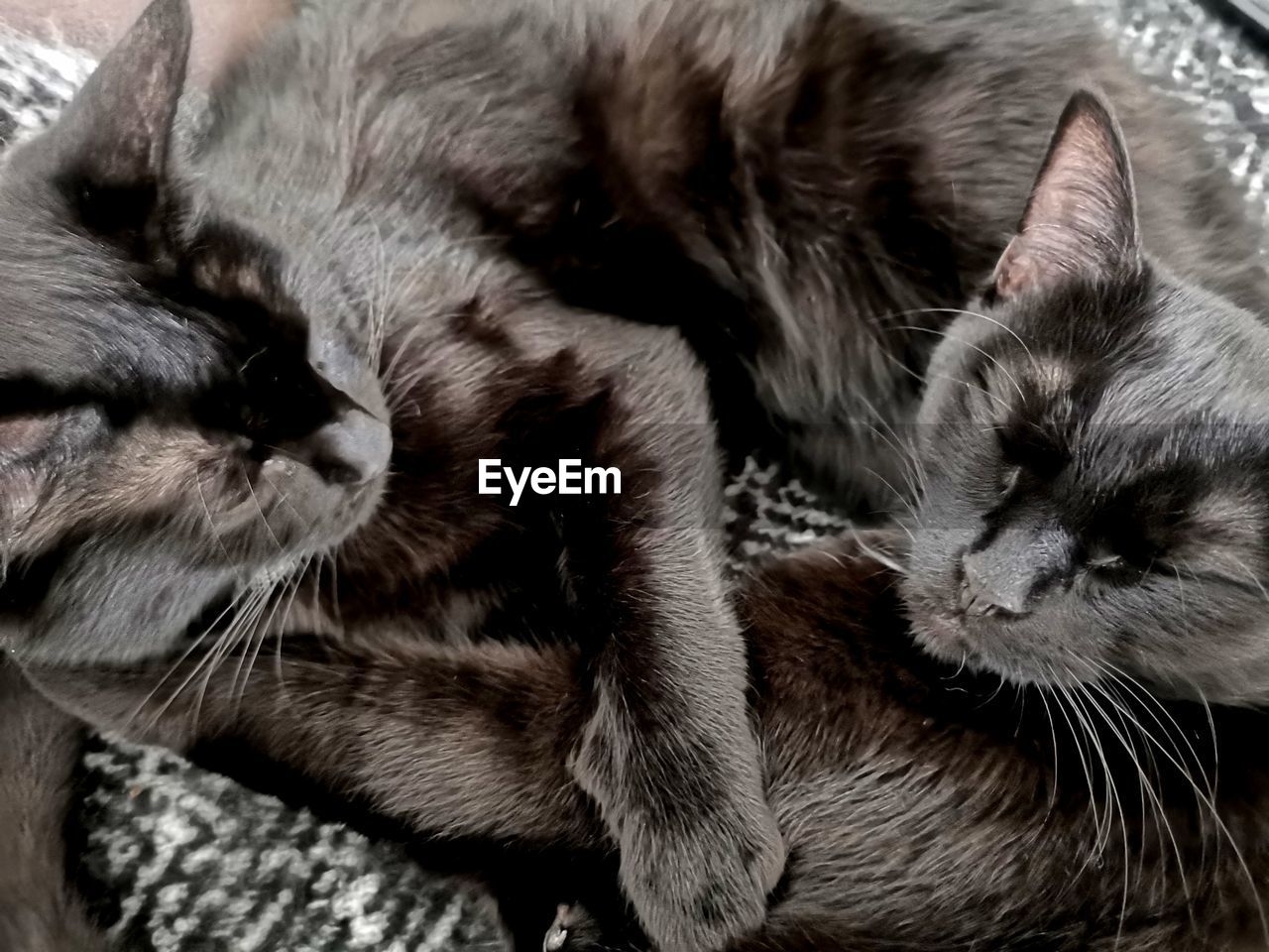 CLOSE-UP OF CATS SLEEPING