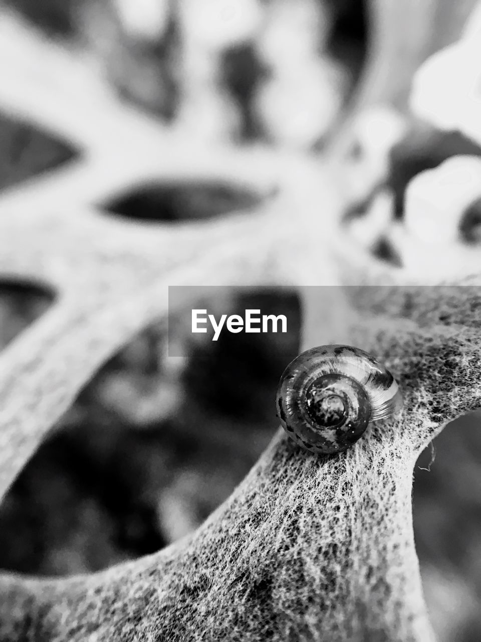 DETAIL SHOT OF TREE TRUNK AGAINST BLURRED BACKGROUND ON WOODEN SURFACE