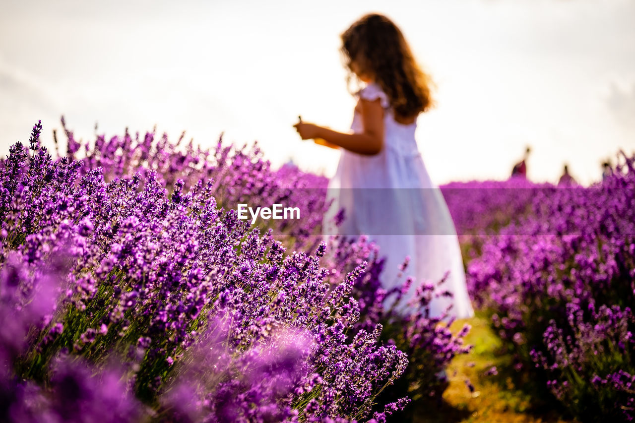 Rear view of woman standing amidst purple flowering plants on field