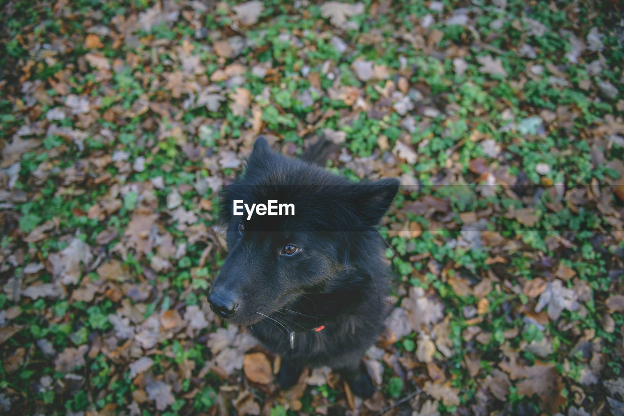 High angle view of black eurasier dog