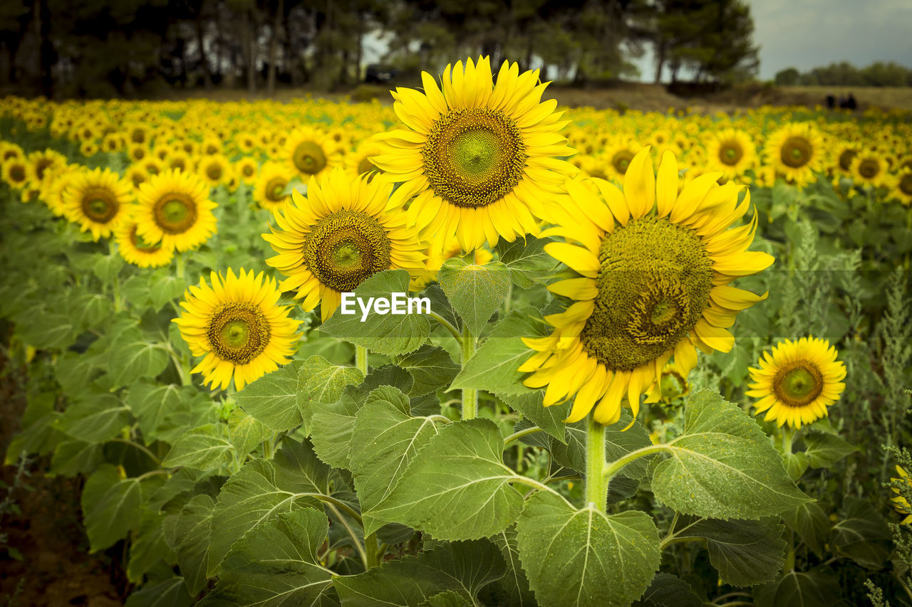 CLOSE-UP OF YELLOW SUNFLOWER ON FIELD