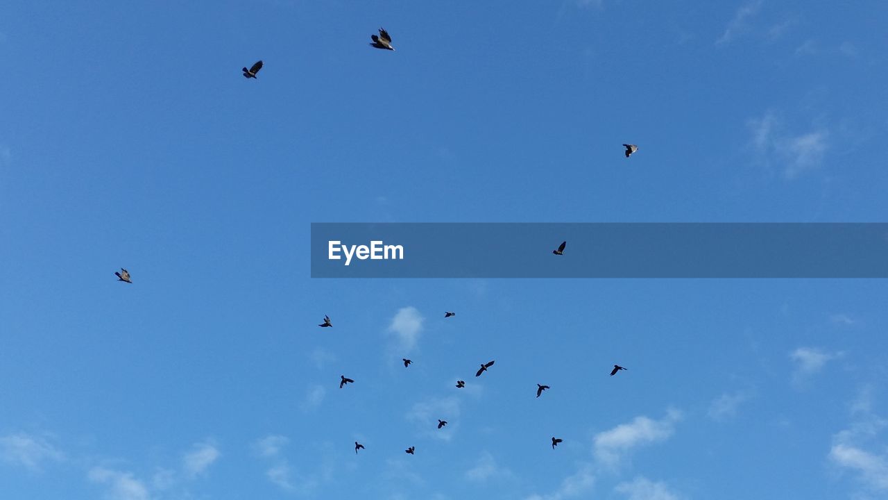 LOW ANGLE VIEW OF BIRDS AGAINST SKY
