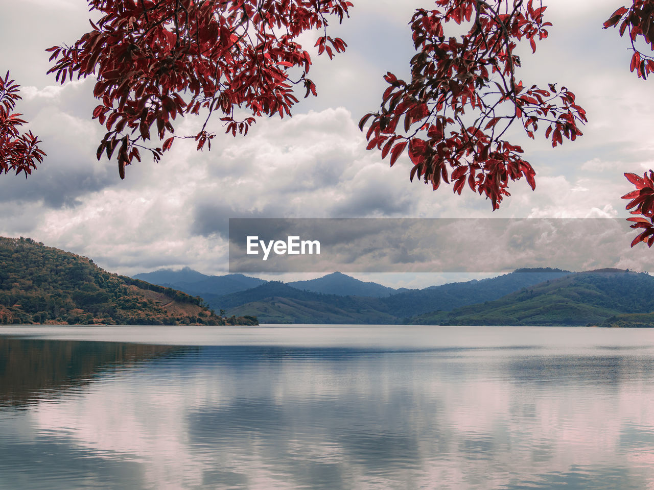 TREE BY LAKE AGAINST SKY