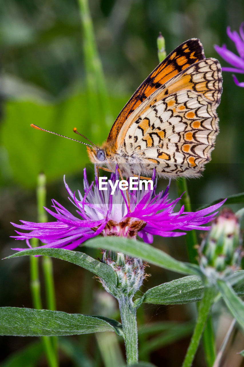 BUTTERFLY ON PURPLE FLOWER