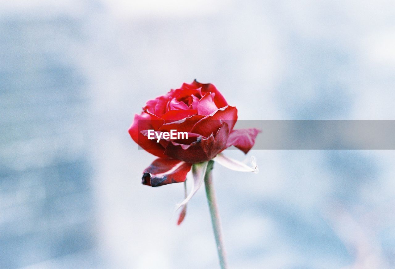 Close-up of fresh red rose blooming outdoors