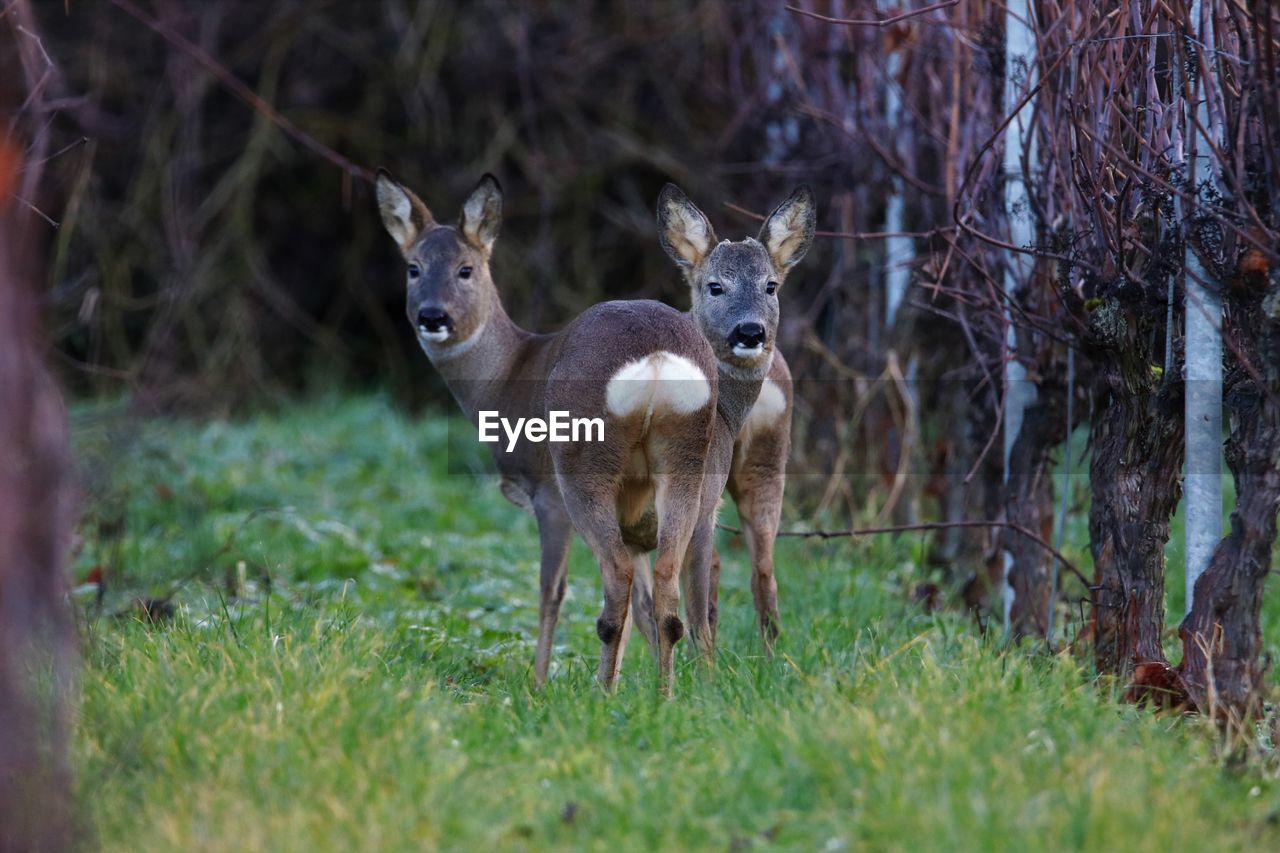 deer on field