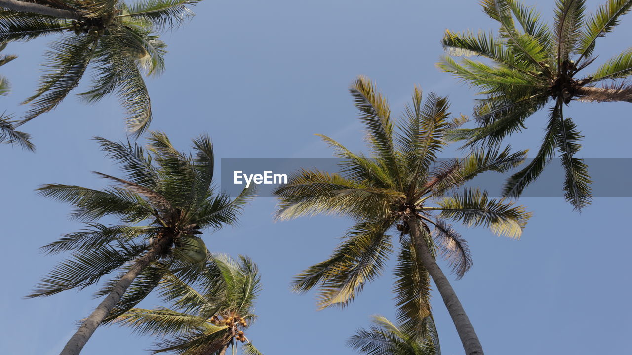 LOW ANGLE VIEW OF COCONUT PALM TREE AGAINST SKY