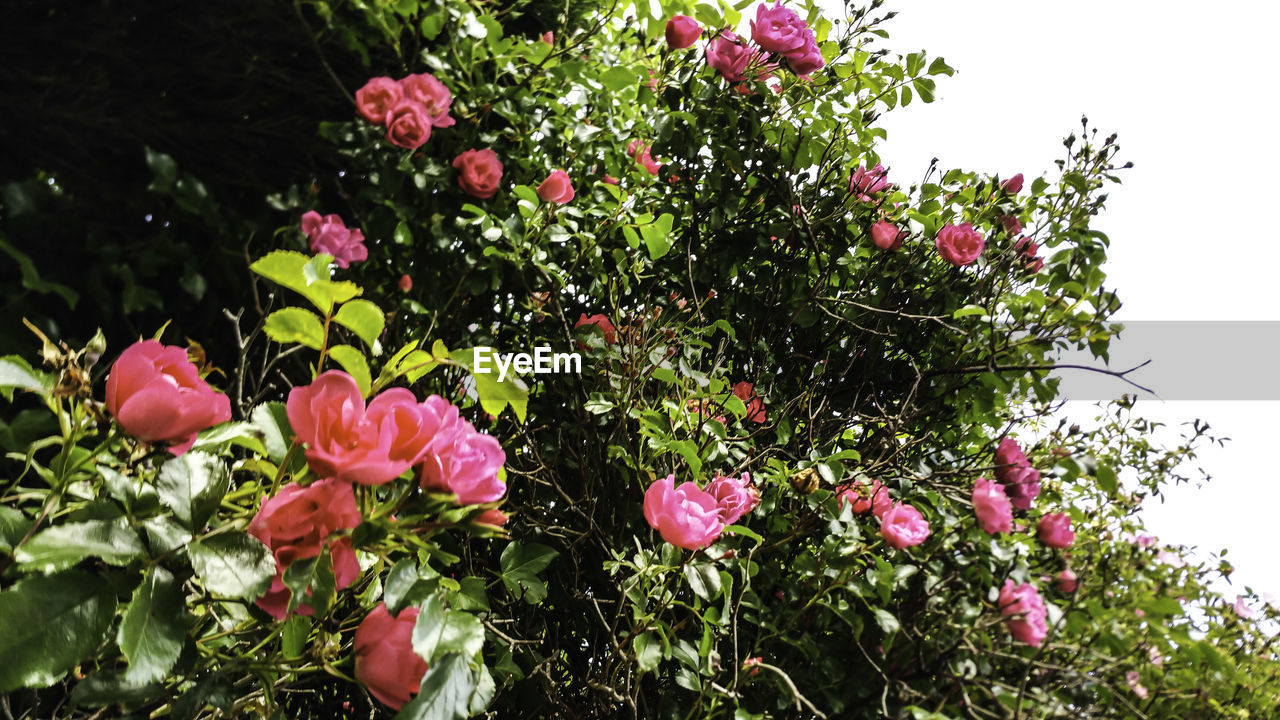 Low angle view of pink roses blooming outdoors