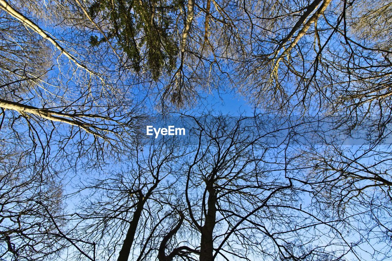 LOW ANGLE VIEW OF BARE TREE AGAINST SKY