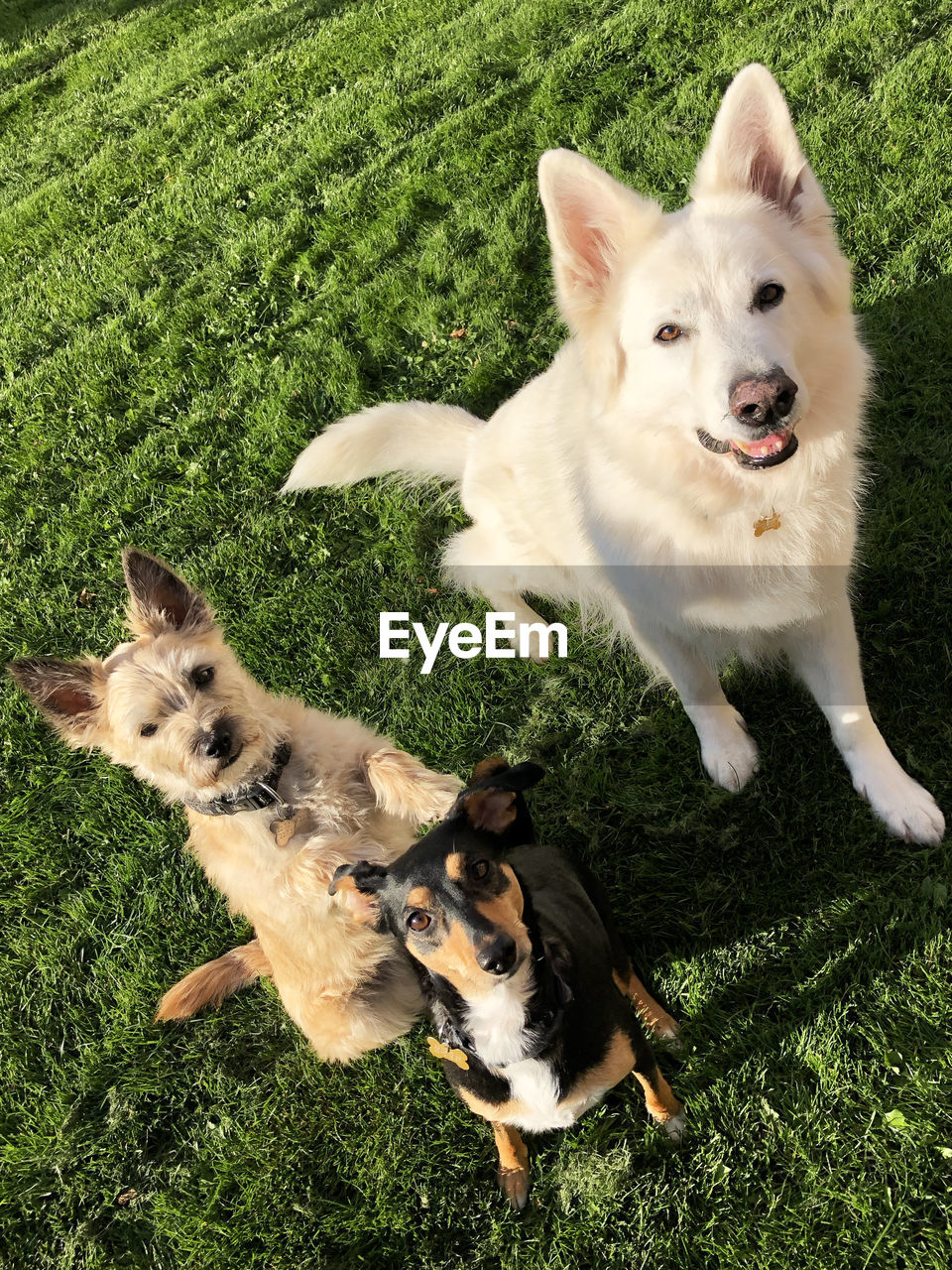 Three dogs in different size and breed