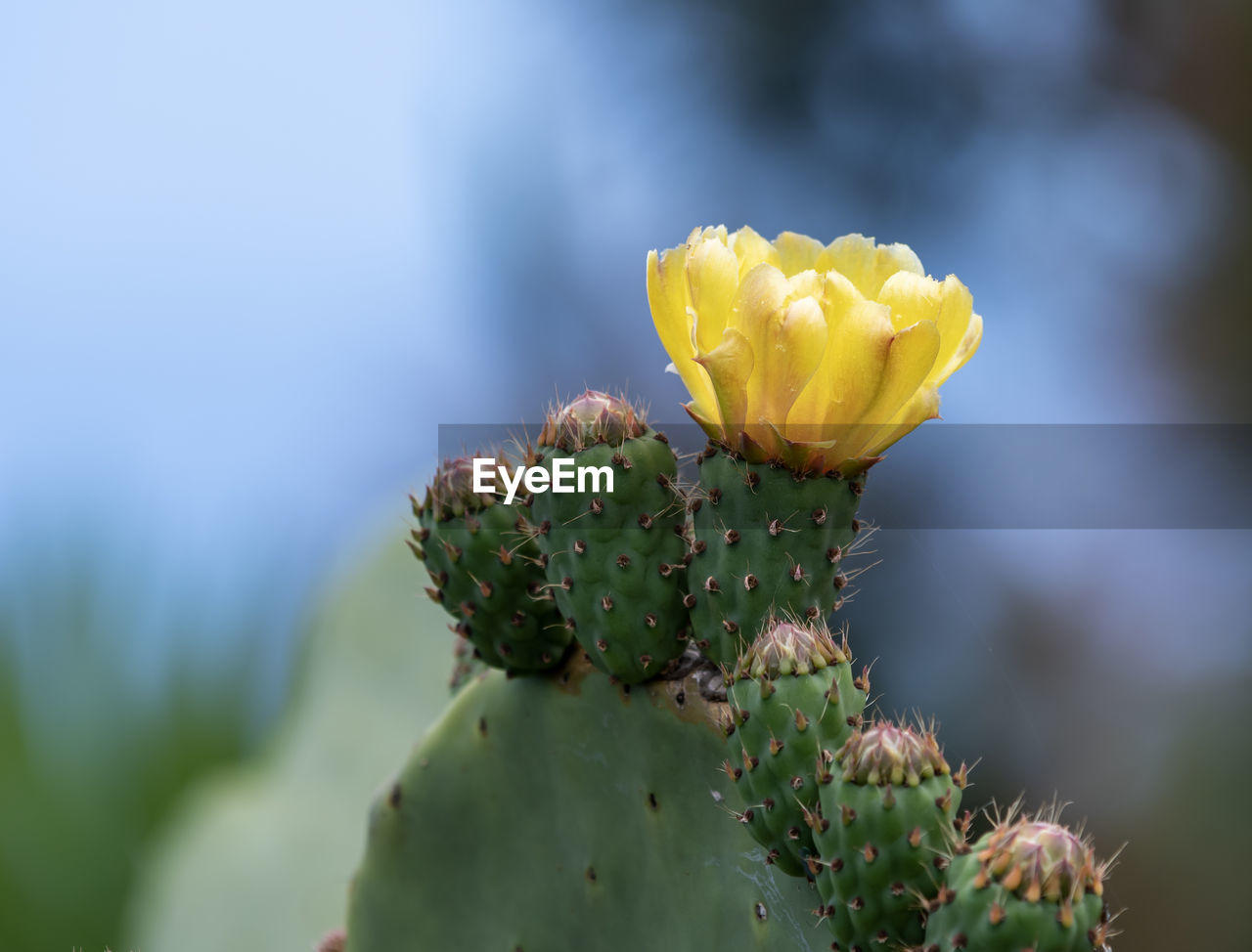 plant, nature, beauty in nature, flower, macro photography, green, flowering plant, prickly pear, close-up, cactus, yellow, growth, succulent plant, freshness, prickly pear cactus, no people, barbary fig, thorn, nopal, environment, thorns, spines, and prickles, plant stem, social issues, outdoors, environmental conservation, focus on foreground, wildflower, land, springtime, botany, eastern prickly pear, sky, leaf, landscape, day, flower head, bud, fragility, blossom, inflorescence, food and drink, selective focus, food, scenics - nature, tranquility, sunlight, travel, travel destinations, plant part, macro