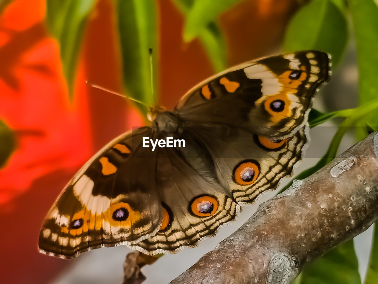 A butterfly under a tree