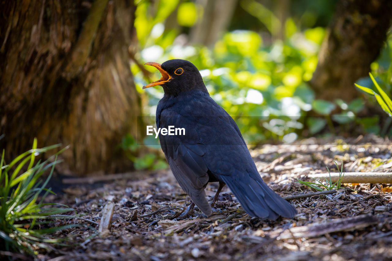 CLOSE-UP OF A BIRD