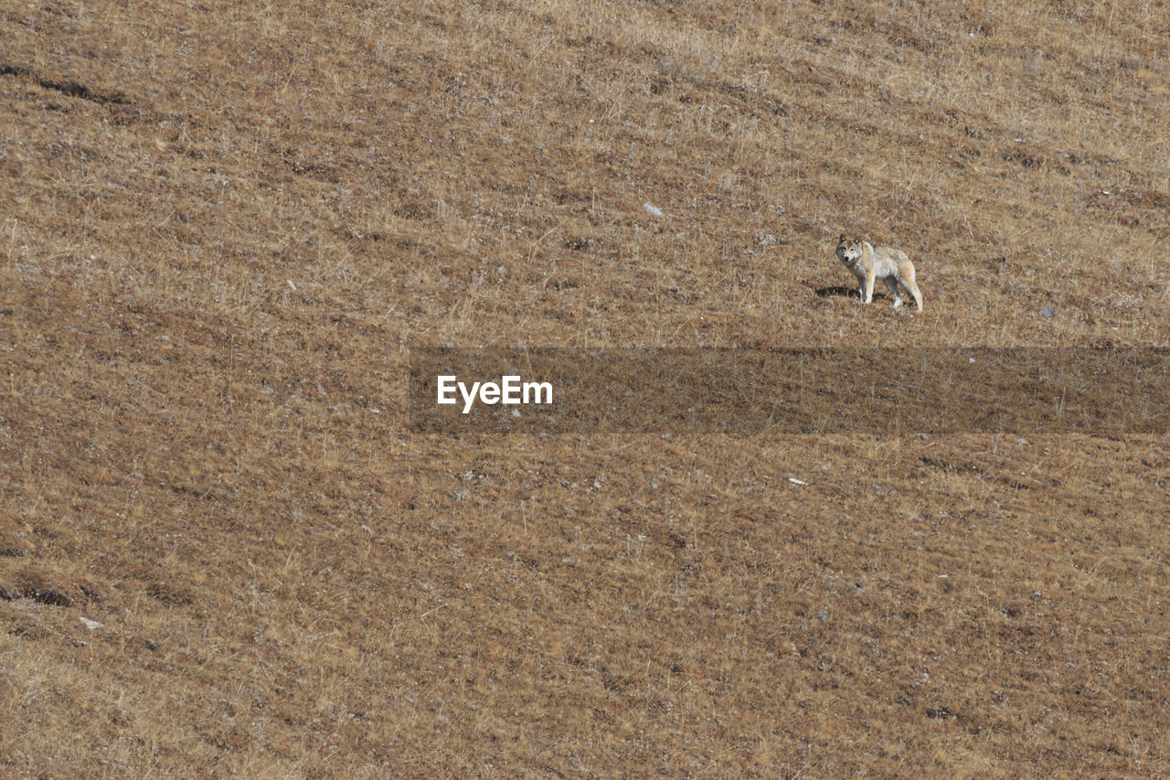 High angle view of wolf on field