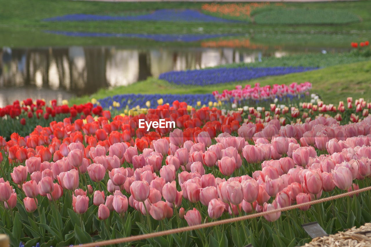 MULTI COLORED TULIPS IN FIELD BY FLOWERS