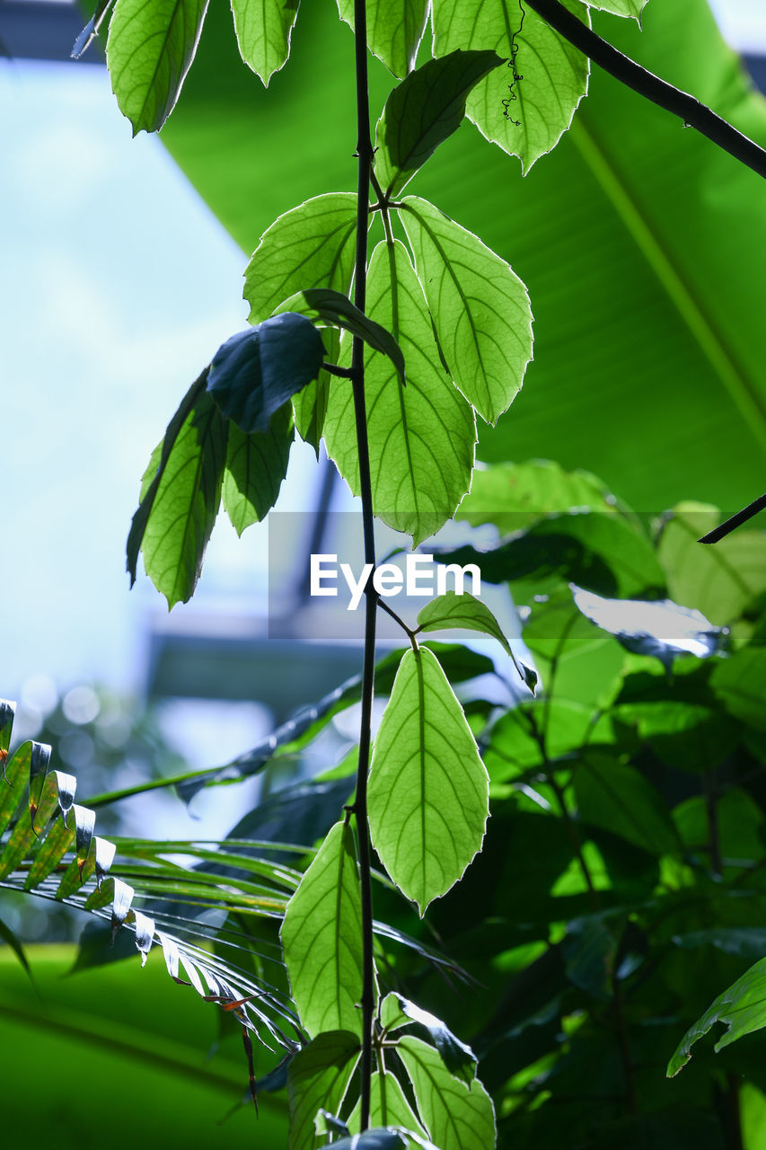 Low angle view of leaves against sky