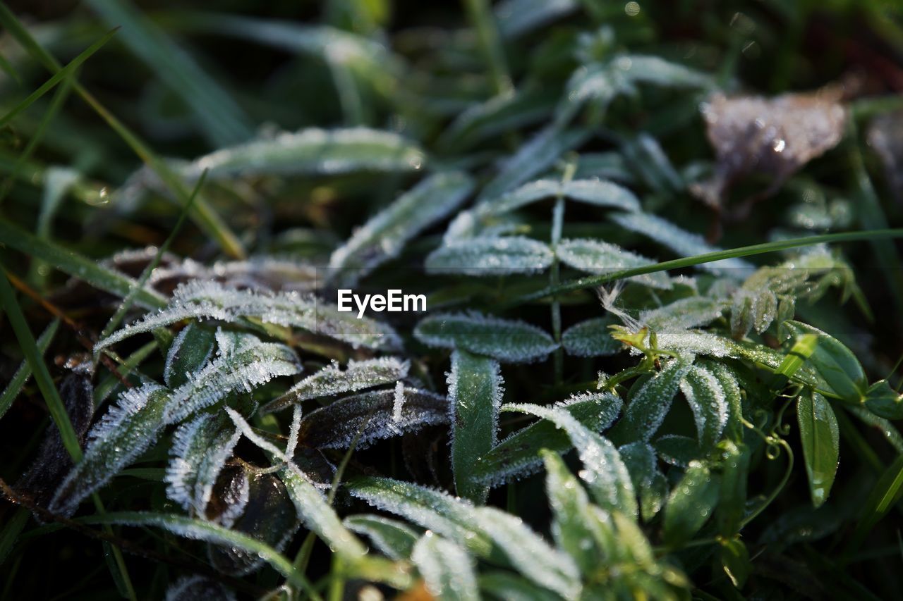 plant, leaf, grass, green, nature, plant part, flower, food, food and drink, no people, close-up, frost, growth, lawn, outdoors, land, macro photography, beauty in nature, winter, herb, day, animal wildlife, selective focus, environment