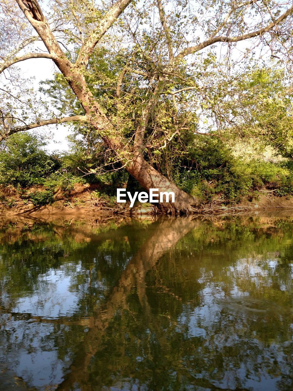 TREES REFLECTING IN LAKE