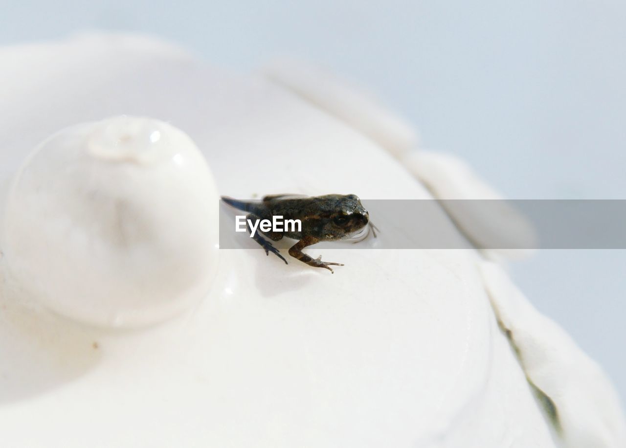 CLOSE-UP OF INSECT ON WHITE SURFACE