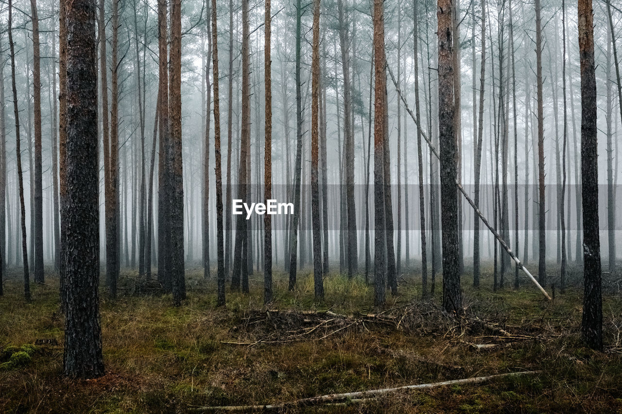 Pine trees in forest