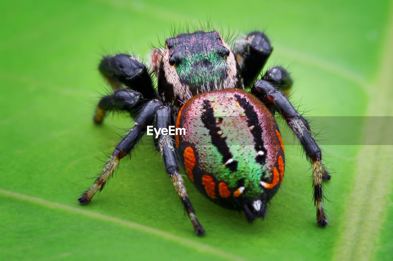 CLOSE-UP OF SPIDER ON WEB